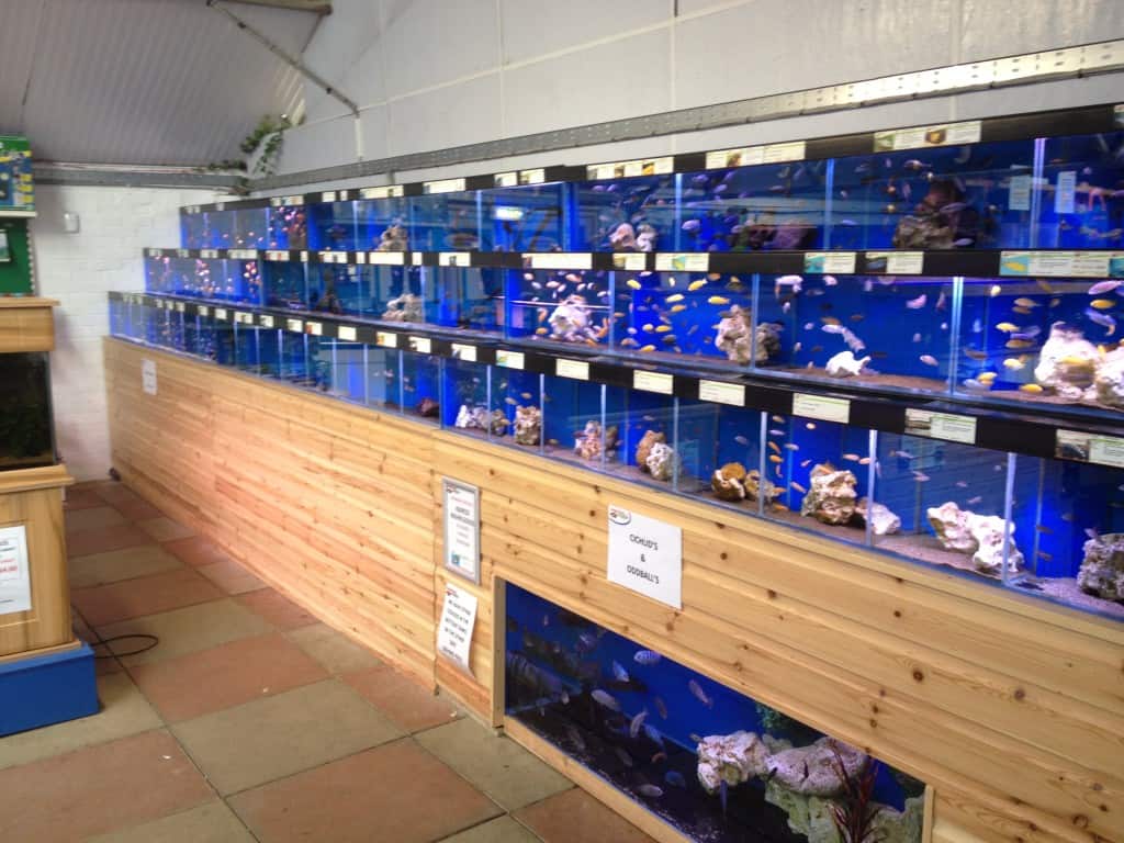 Dartford Maidenhead Aquatics Fish Store Review | Tropical Fish Site