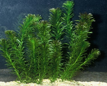 Plants For Beginner Aquarists - Tropical Fish Site