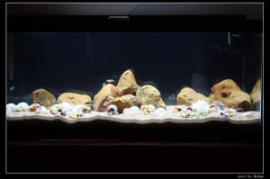 Shell Dwellers in bare looking tank