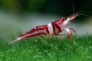 freshwater-shrimp