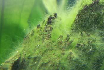 green-hair-algae