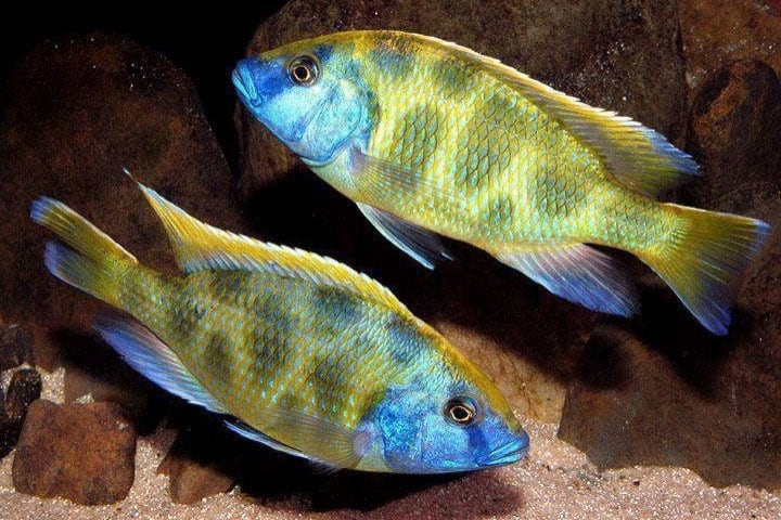 Haplochromis Venustus