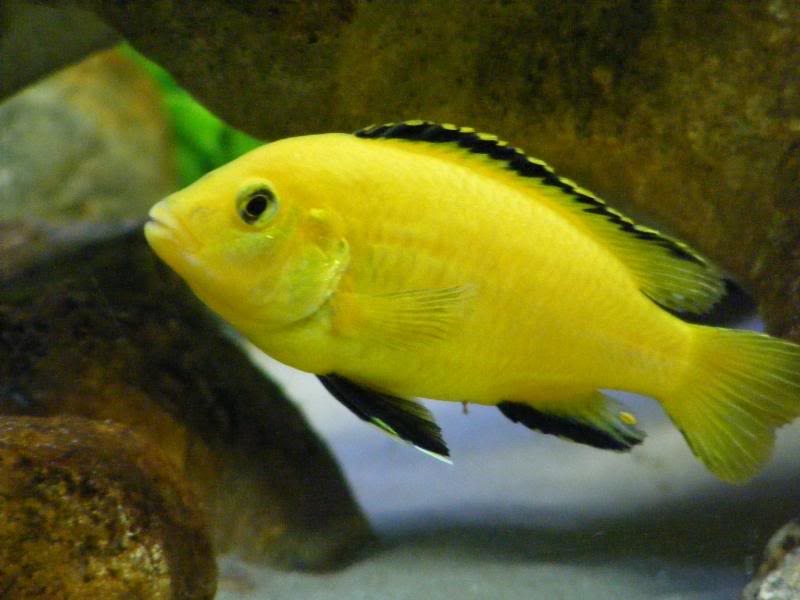 Lake Malawi Cichlids – Tropical Fish Site