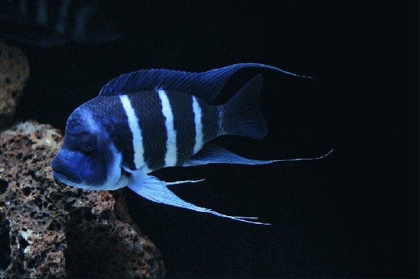 Lake_Tanganyika_Cichlids – Tropical Fish Site