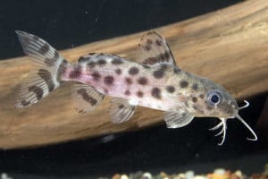 ocellated_synodontis