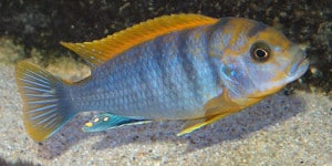 Red Top Hongi - Labidochromis Hongi