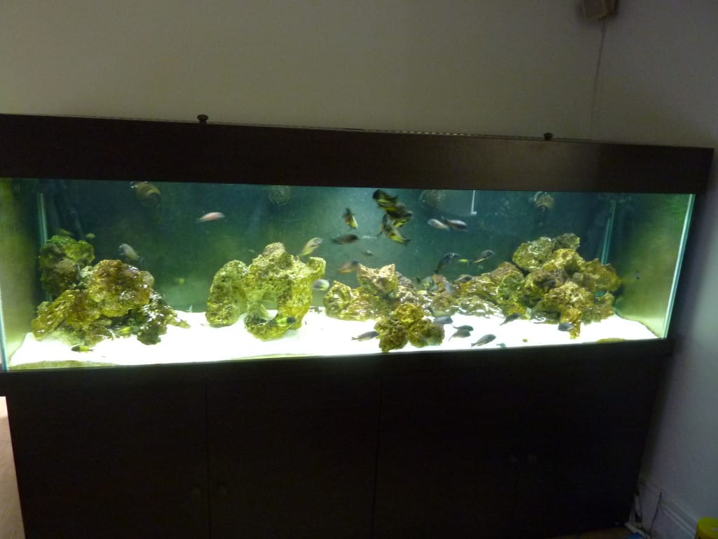 After using JBL Aqua-T Handy Aquarium Glass Scraper