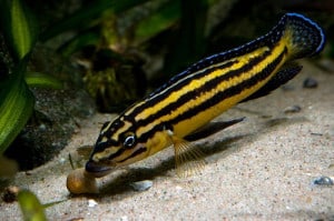 Julidochromis Ragani