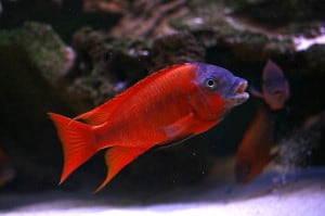 Petrochromis Red Bulu Point
