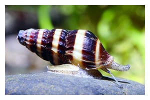 assassin-snail-anentome-helena