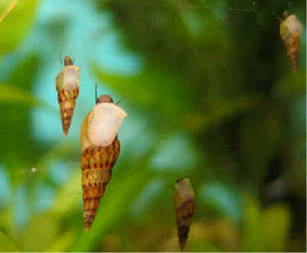 malaysian-trumpet-snails-1