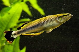 Madgascan Rainbowfish