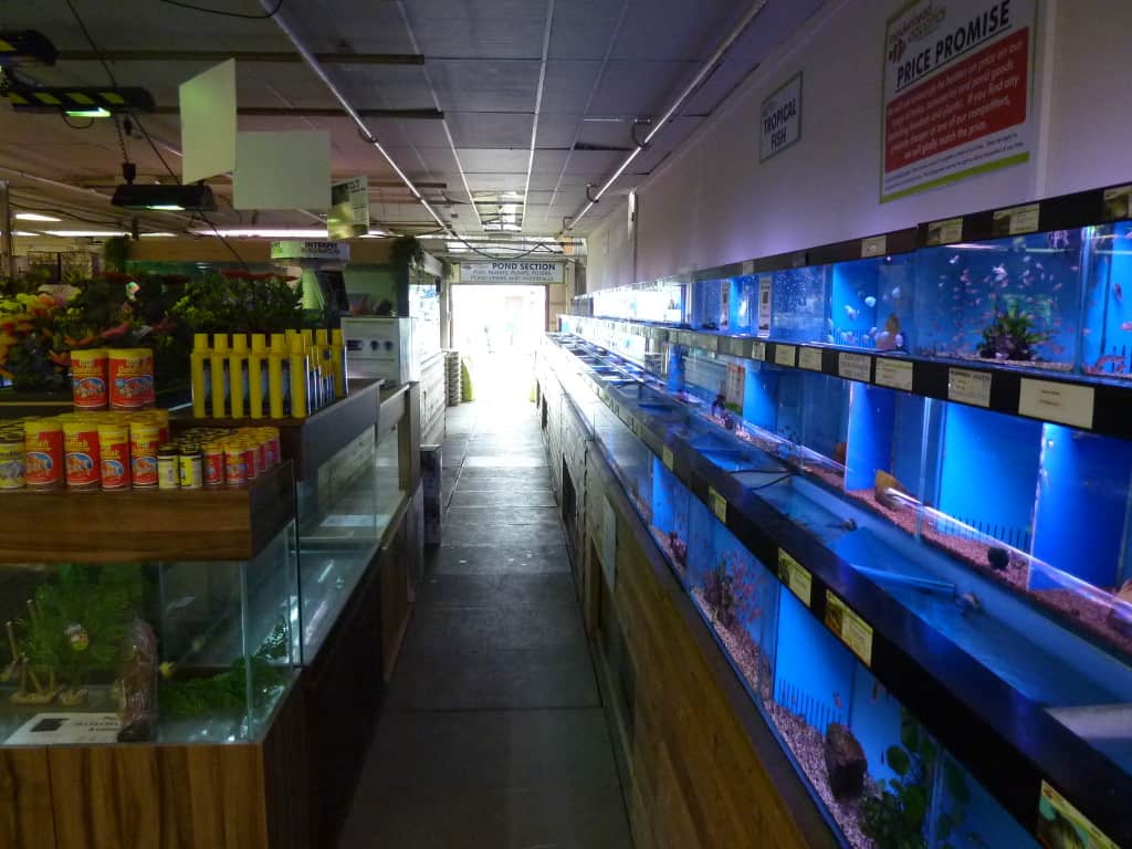 Iver Maidenhead Aquatics Fish Store Review – Tropical Fish Site