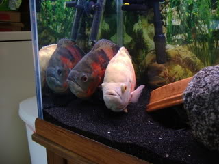 Oscar Fish In Tank Too Small