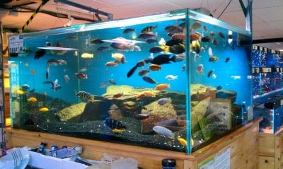 A Beginner’s Guide To Tropical Fish Tanks And Aquariums - Tropical Fish ...