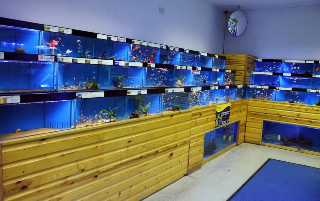 Woodford Maidenhead Aquatics Fish Store Review – Tropical Fish Site