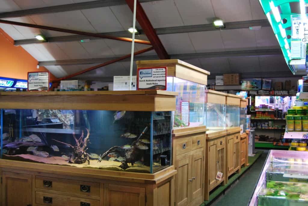 Wenvoe Maidenhead Aquatics Fish Store Review - Dsc 0034 1024x685