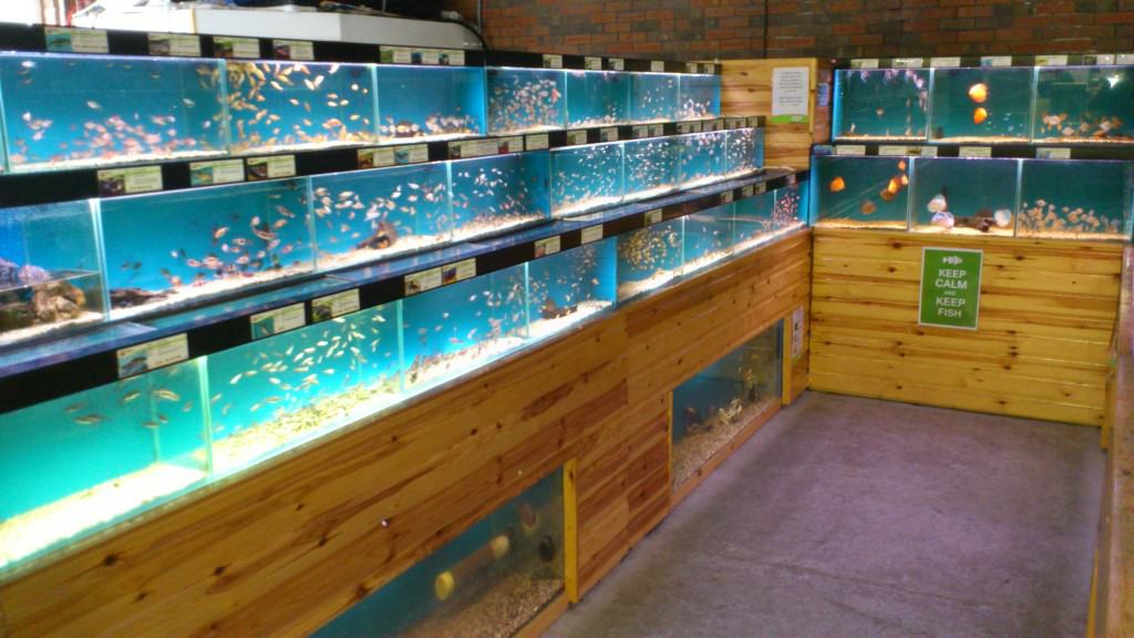 Nottingham Maidenhead Aquatics Fish Store Review | Tropical Fish Site