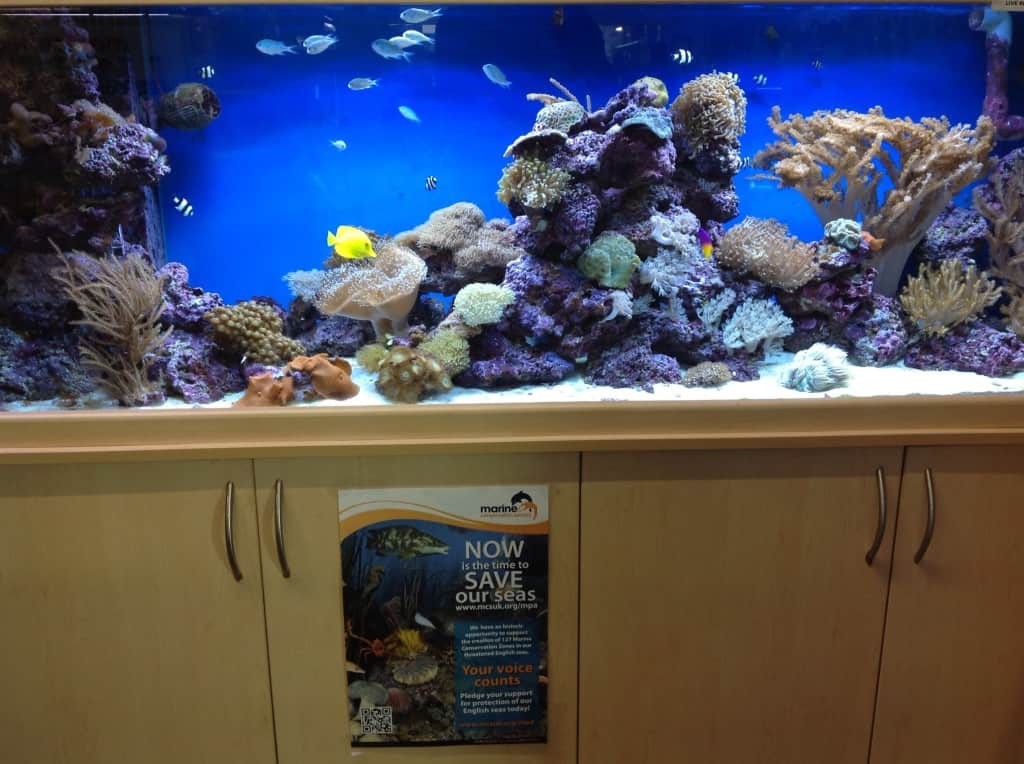 Isle Of Wight Maidenhead Aquatics Fish Store Review | Tropical Fish Site