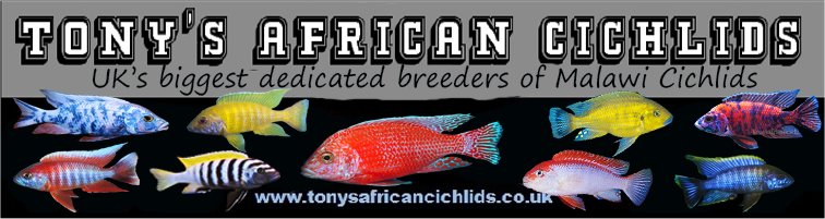 tonys-african-cichlids