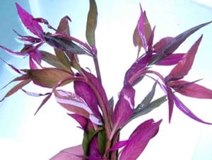 Alternanthera Reineckii Purple Lilacina