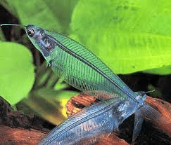 glass-catfish
