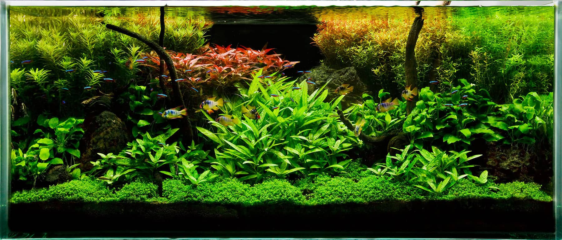 round modern fish tank with plant light