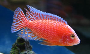 aulonocara-firefish