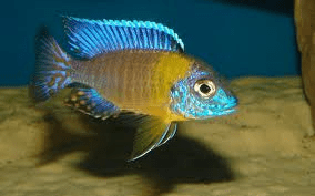 aulonocara-stuartgranti-hai-reef