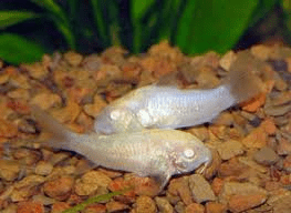 albino-corydoras-catfish