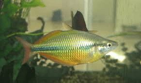 axelrodi-rainbowfish