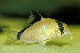 bandit-corydoras-catfish