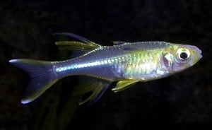 celebes-rainbowfish