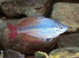 eastern-rainbowfish