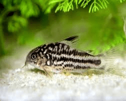 nanus-corydoras-catfish