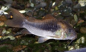 palespotted-corydoras-catfish