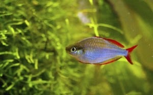 praecox-rainbowfish