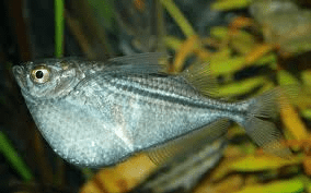 silver-hatchetfish