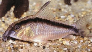 skunk-corydoras-catfish