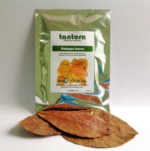 tantora-catappa-leaves