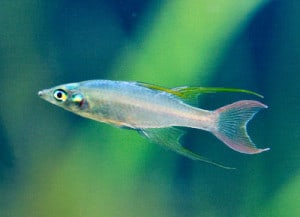 threadfin-rainbowfish