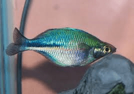 turquoise-rainbowfish