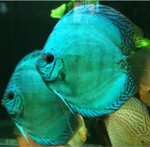 Blue Knight Discus - Symphysodon Aequifaciatus sp. - Tropical Fish Site