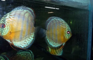 green-tefe-discus