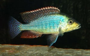 haplochromis-similis-type
