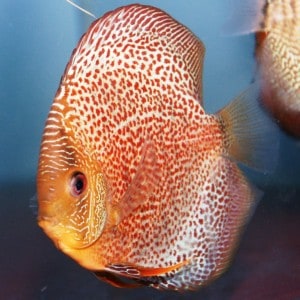 spotted-eruption-discus