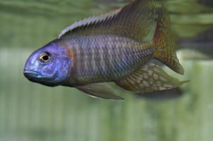 tramitichromis-red-flush
