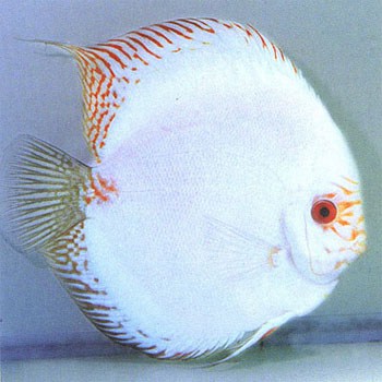 white-butterfly-discus
