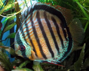 red-spotted-green-discus