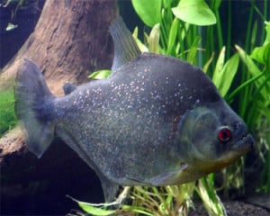 Black Piranha – Serrasalmus Rhombeus | Tropical Fish Site